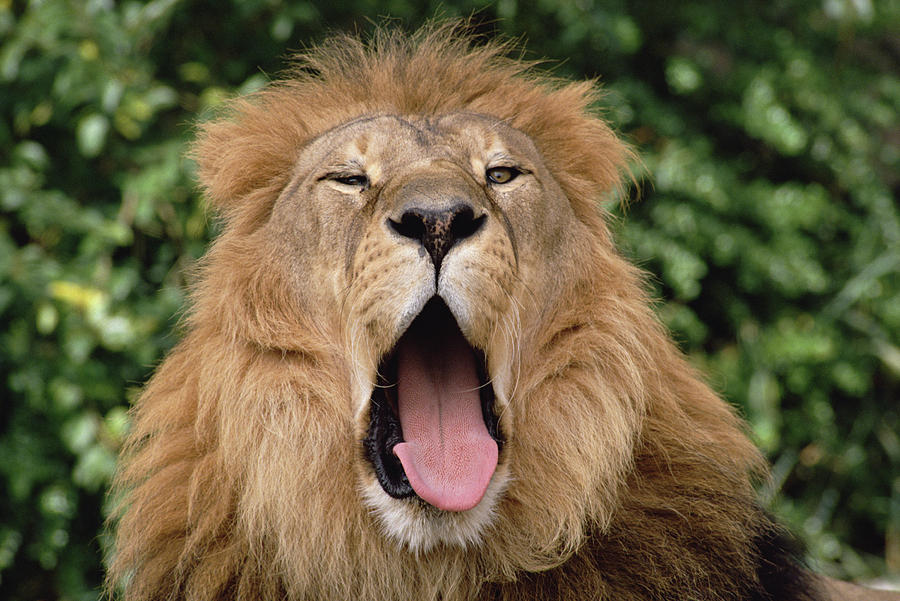 African Lion Yawning Photograph by Gerry Ellis