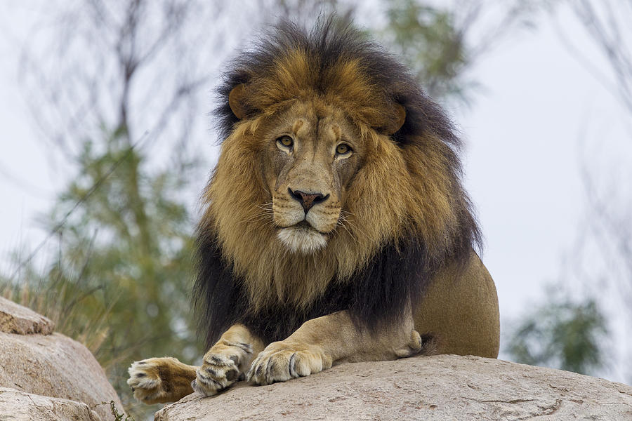 African Lion Photograph by Zssd