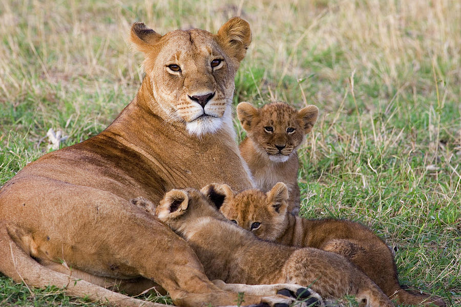 African Lioness and Young Cubs Photograph by Suzi Eszterhas