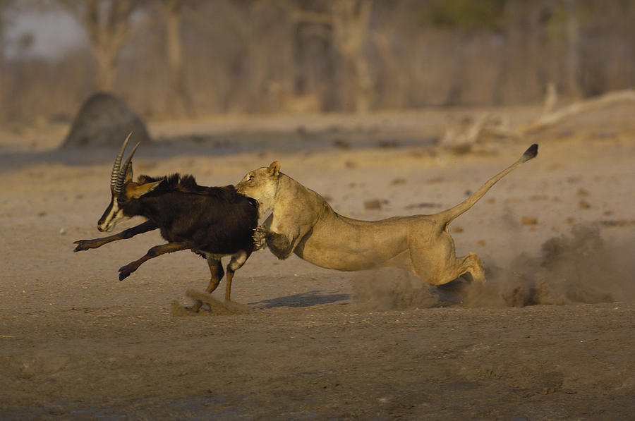 African Lioness Attacking Sable Photograph by Pete Oxford
