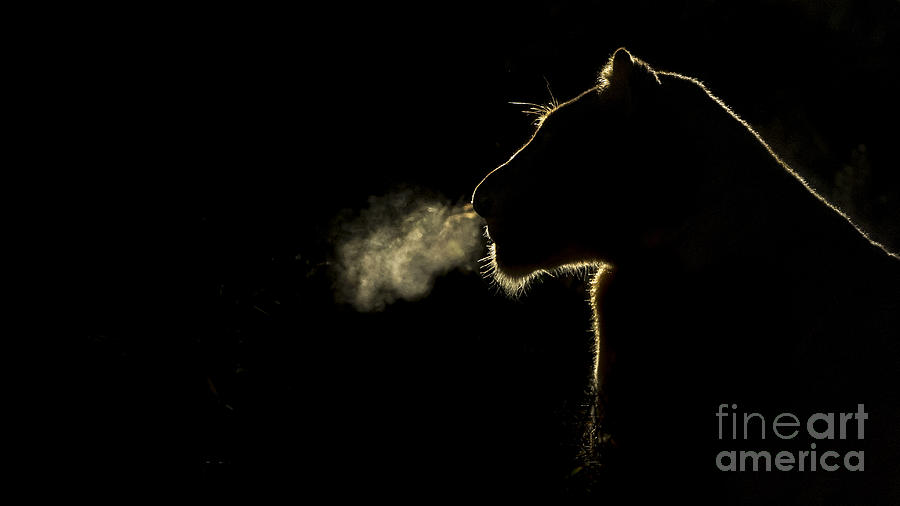 African Lioness Breath Sabi Sands South Photograph by Brendon Cremer