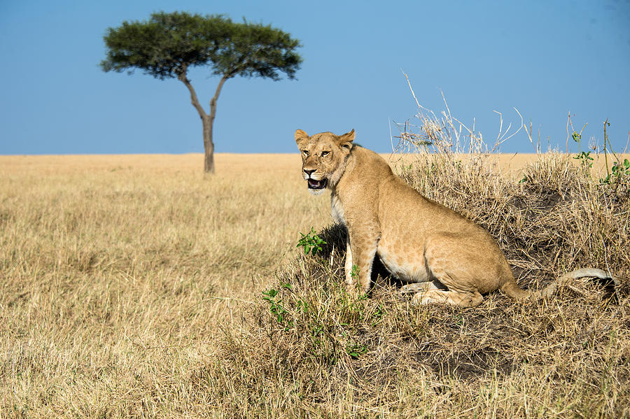 African Lioness Panthera Leo, Serengeti Photograph by Panoramic Images ...