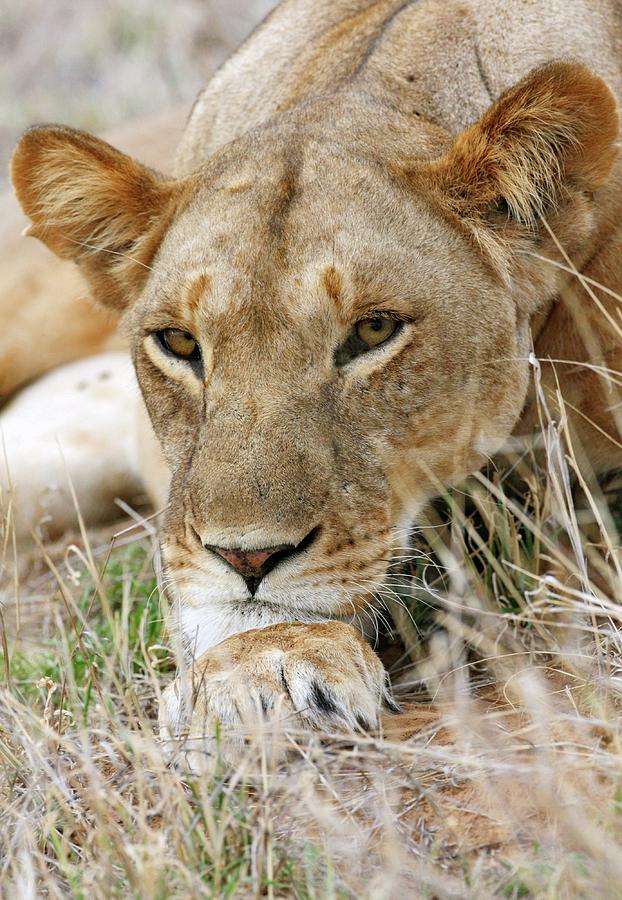 African Lioness Resting Photograph by John Devries/science Photo Library