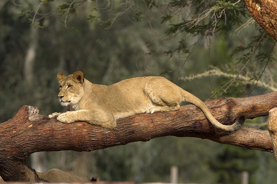 African Lioness Resting On Log Photograph by San Diego Zoo