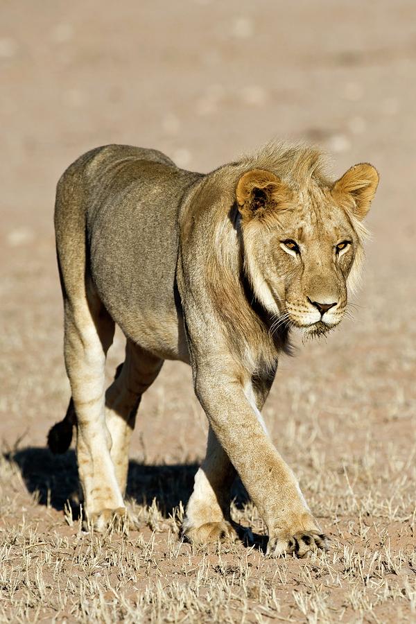 African Lioness Photograph by Tony Camacho/science Photo Library