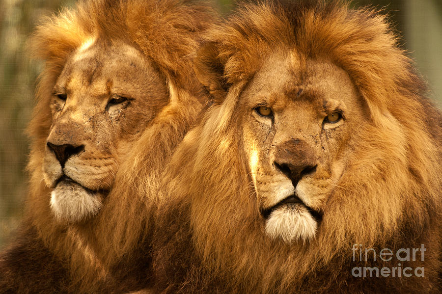 African Lions 01 Photograph by Rick Piper Photography