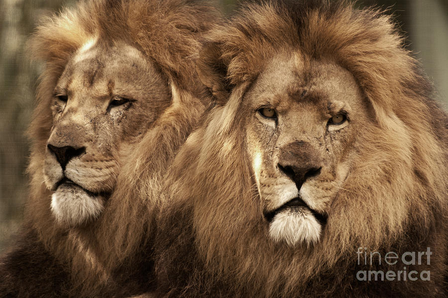 African Lions 02 Photograph by Rick Piper Photography