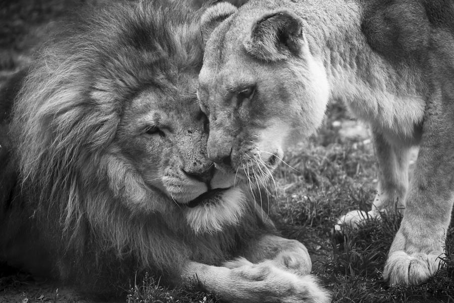 Black And White Photograph - African lions in love by Ellie Teramoto