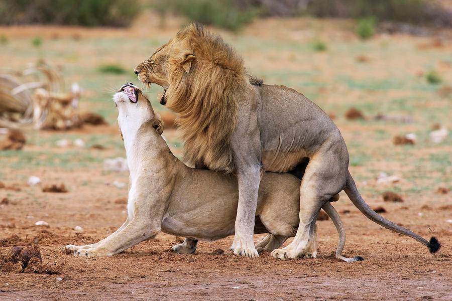 Lion Photograph - African Lions Mating by Simon Booth.