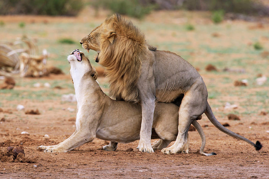 lion king mating pics