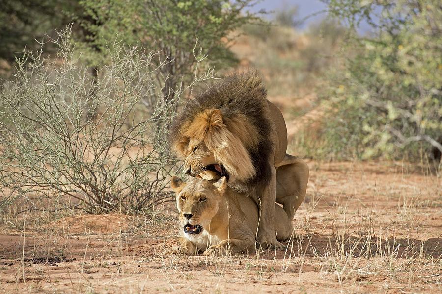 African Lions Mating Photograph By Tony Camacho Fine Art America 