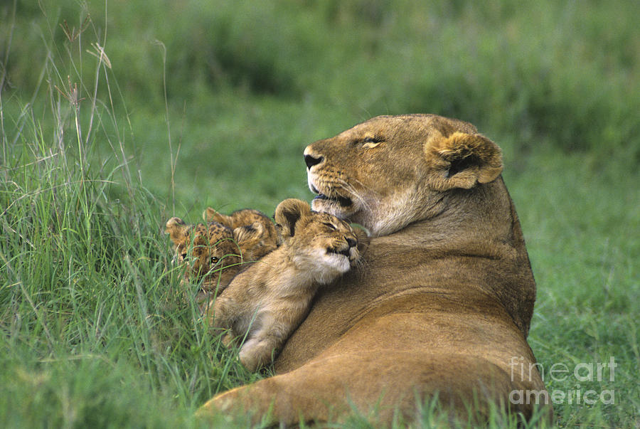 African Lions Mother and Cubs Tanzania Photograph by Dave Welling