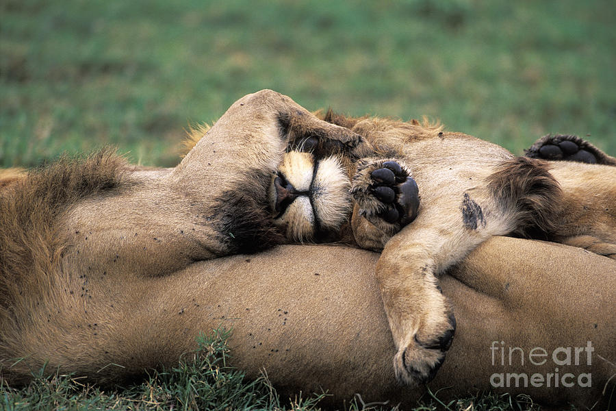African Lions Panthera Leo Photograph by Ron Sanford