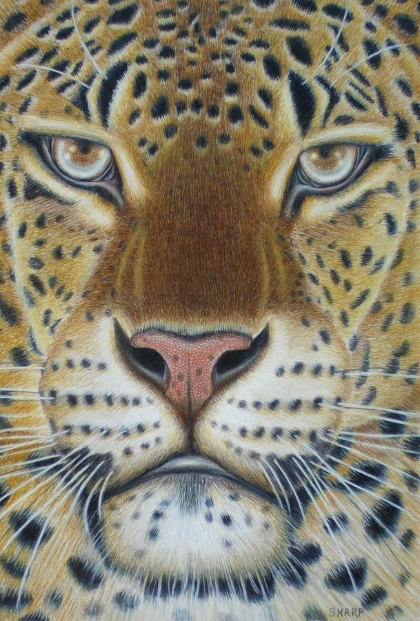 Wildlife Painting - African Male Leopard by Karen Sharp
