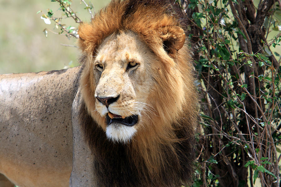 Lion Photograph - African Male Lion by Aidan Moran