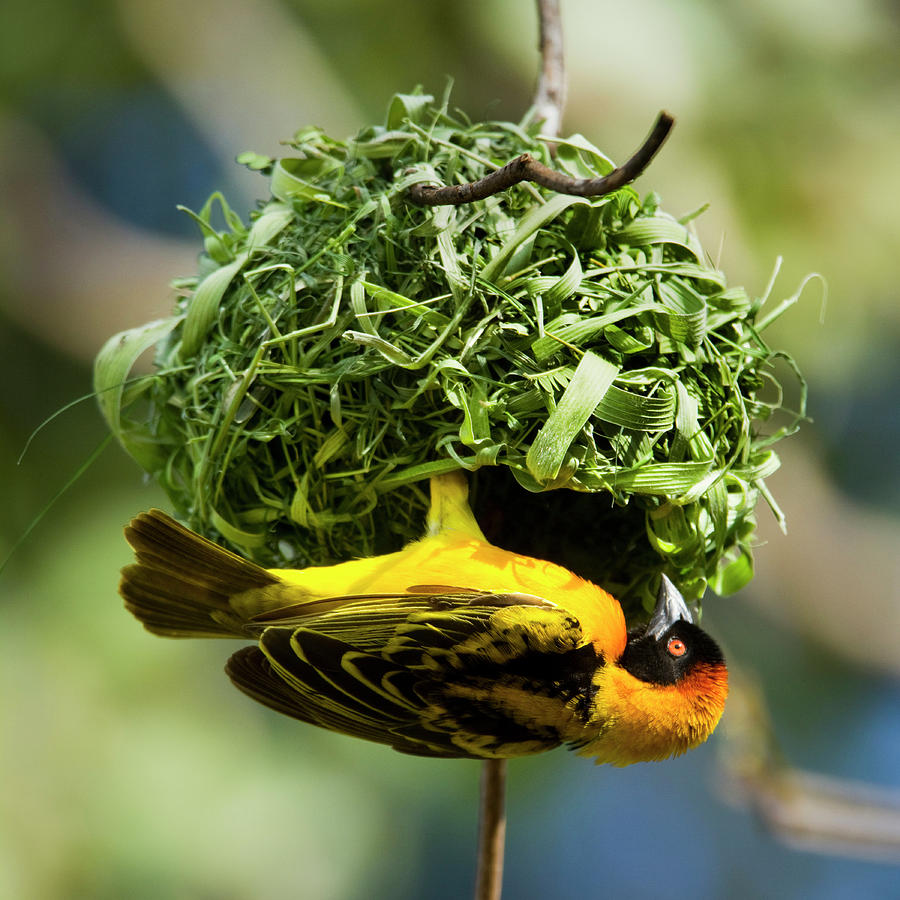 African Masked Weaver Weaves Its Nest Photograph by Carl D. Walsh ...