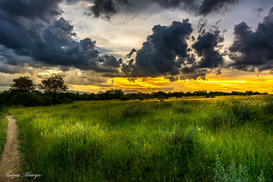 African Meadow Photograph by Andrew Matwijec