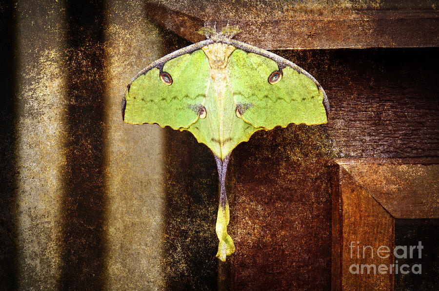 African Moon Moth 2 Photograph by Andee Design