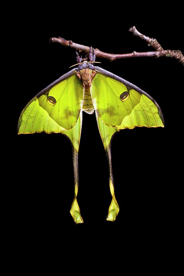 Butterfly Photograph - African Moon Moth by Alex Hyde