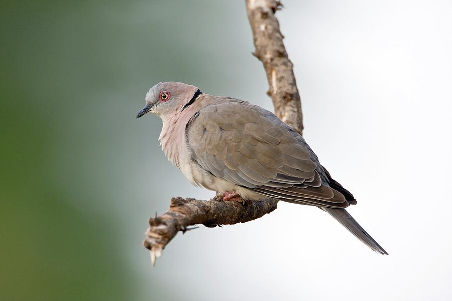 African Mourning Dove Photograph by John Devries/science Photo Library