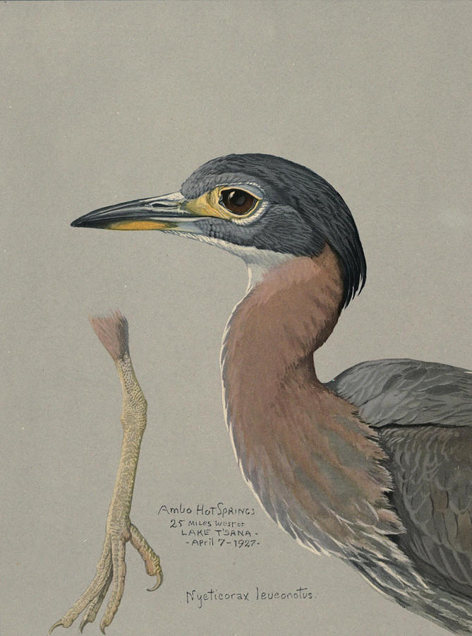 John James Audubon Painting - African Night Heron  by Dreyer Wildlife Print Collections 