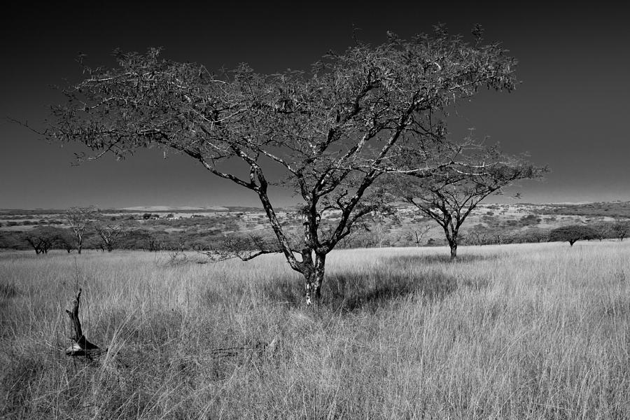 African Oak Photograph by Scott Moore - Pixels