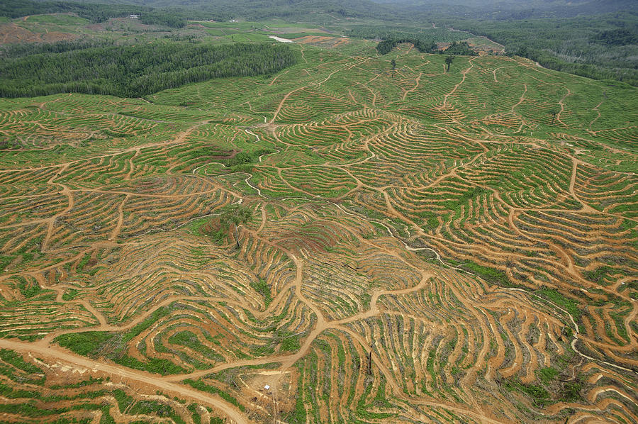 African Oil Palm Plantation Malaysia Photograph by Chien Lee