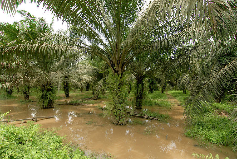  African Oil Palm  Plantation Photograph by Sinclair 