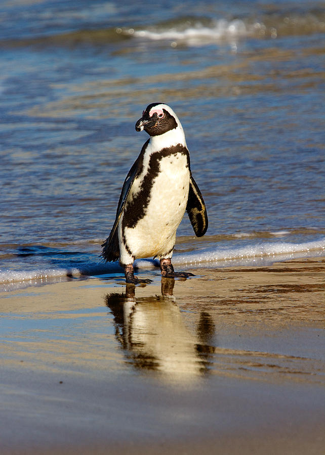 Penguin Photograph - African Penguin by Brian Knott Photography
