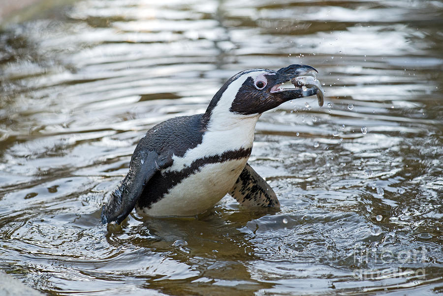 Penguin Photograph - African penguin eating fish by George Atsametakis