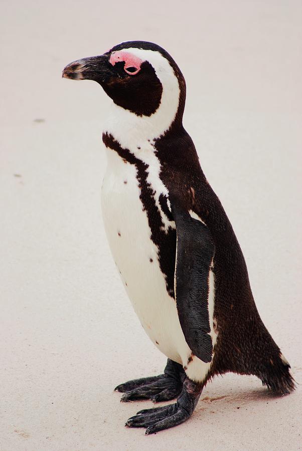 African Penguin Photograph by Mark Williamson