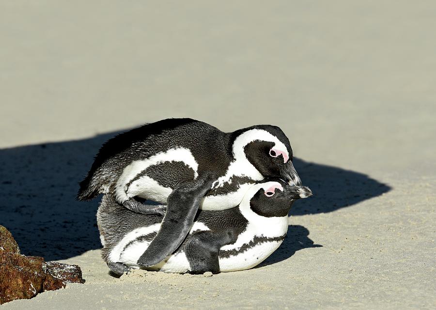 African Penguin Mating Photograph By Tony Camacho Science Photo Library