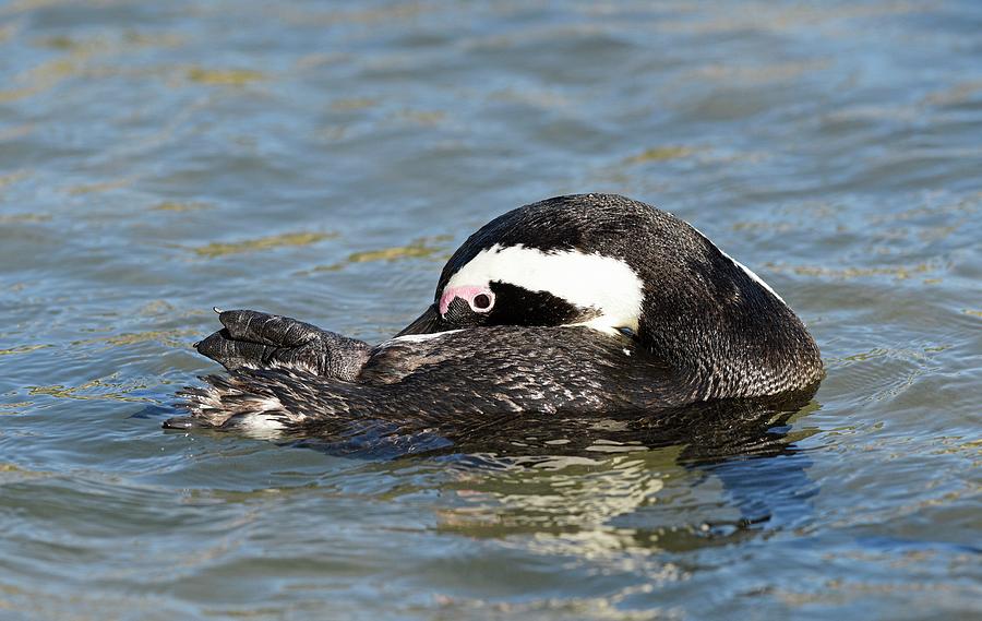 African Penguin Preening In Shallow Water Photograph By Tony Camacho