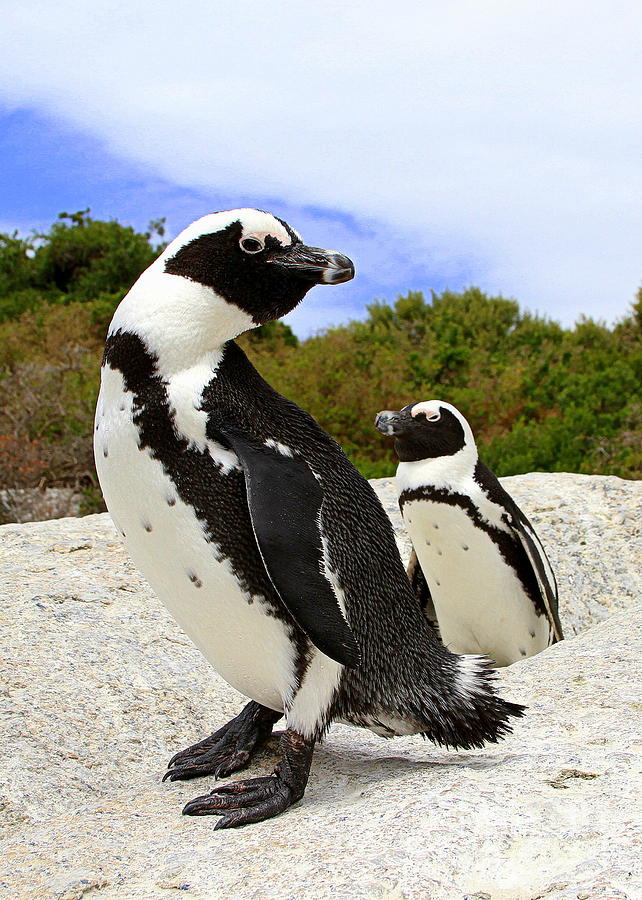 African Penguins at Boulders Beach Photograph by Catherine Sherman
