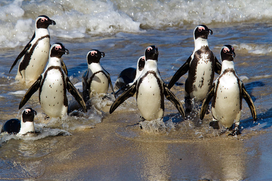 Penguin Photograph - African Penguins by Brian Knott Photography