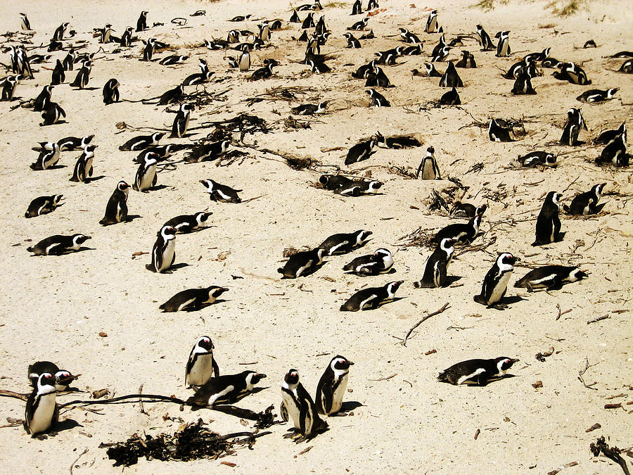 Table Mountain National Park Photograph - African Penguins by Oliver Johnston