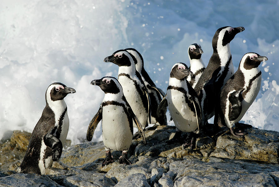 African Penguins On Rocks Photograph by Peter Chadwick/science Photo Library