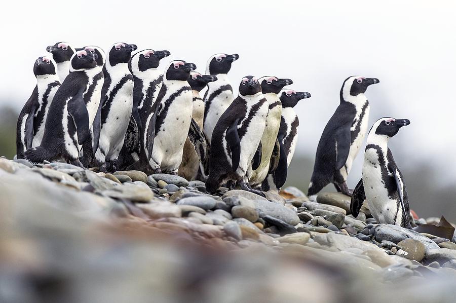 Animal Photograph - African penguins on the beach by Science Photo Library