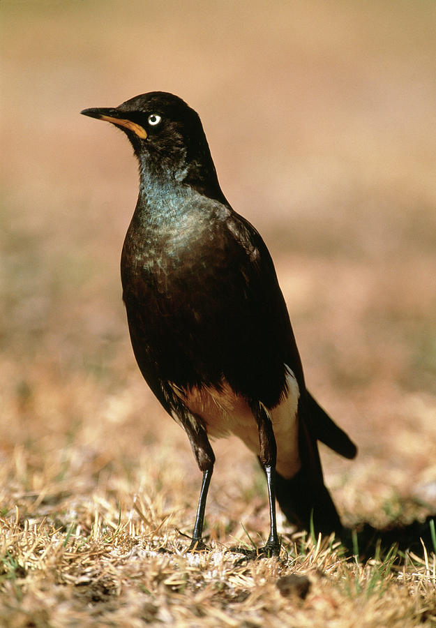 Golden Gate National Park Photograph - African Pied Starling by Tony Camacho/science Photo Library Golden Gate National Park Photograph - African Pied Starling by Tony Camacho/science Photo Library