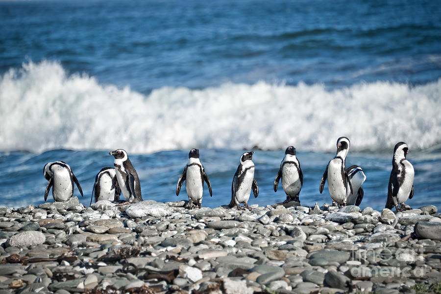Line of penguins, Robben island, South Africa Photograph by Delphimages Photo Creations