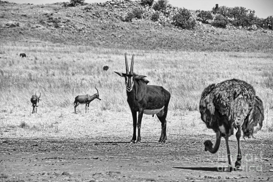 African Plains Photograph by Douglas Barnard