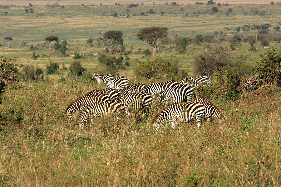 African Plains Zebra Photograph by Aidan Moran