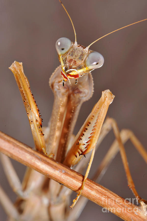 Insects Photograph - African Praying Mantis by Francesco Tomasinelli