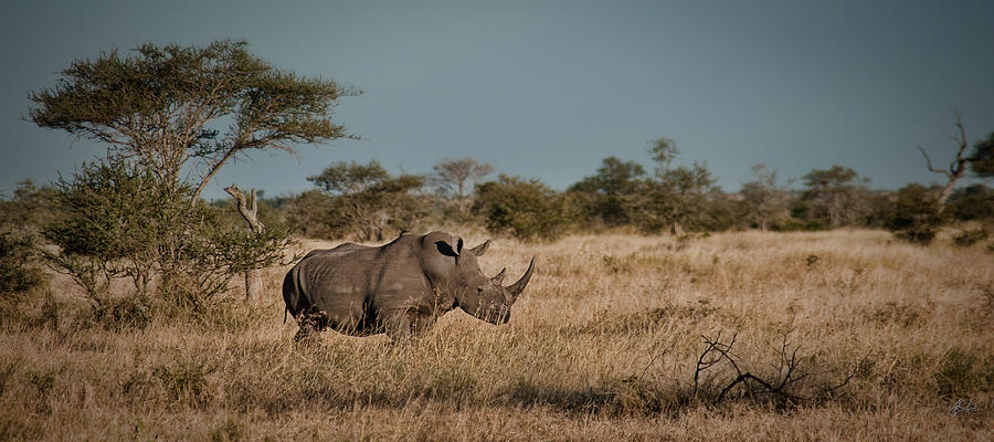 Buffalo Photograph - African Rhino by Jason Lanier