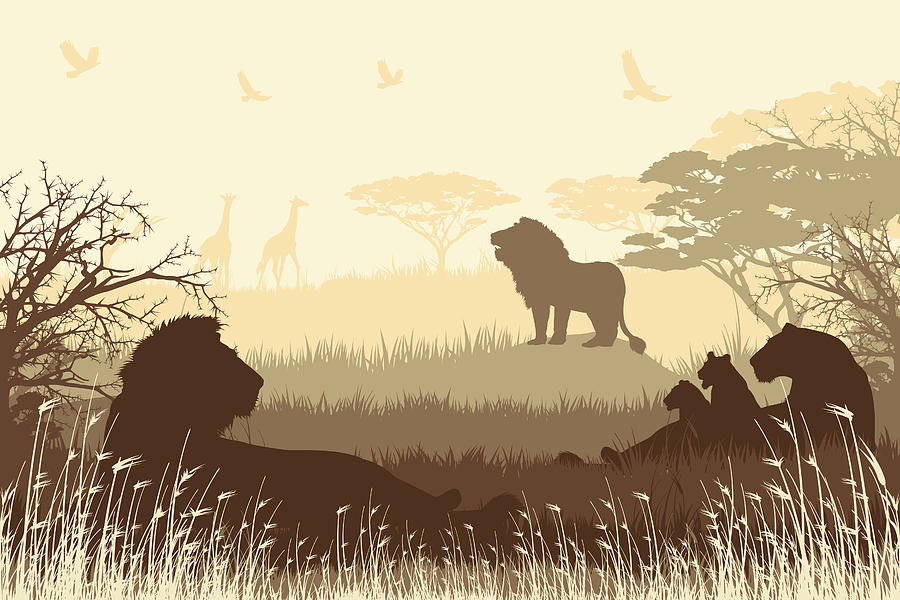African Safari background with roaring Lions, Lioness and cubs Drawing by Chuvipro
