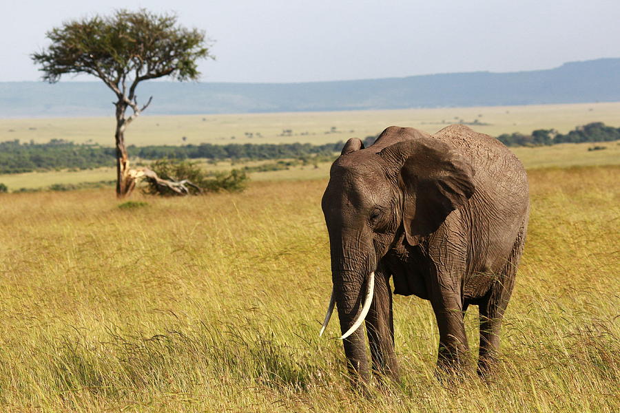 African Savanna Elephant Photograph by Andrewskelton.net