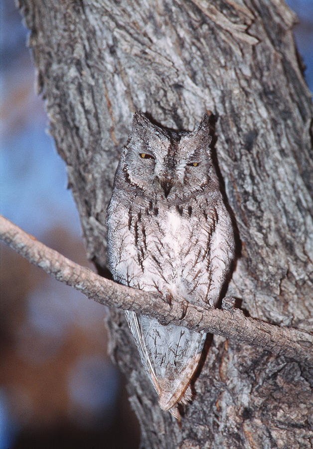 African Scops Owl Photograph By Tony Camacho Science Photo Library