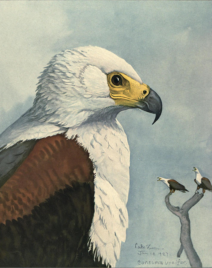 John James Audubon Painting - African Sea Eagle  by Dreyer Wildlife Print Collections 