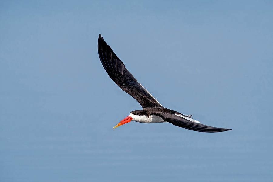 African Skimmer In Flight Photograph by Tony Camacho/science Photo Library