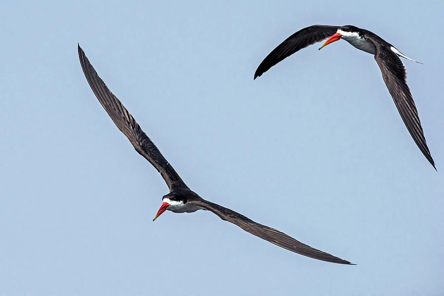 African Skimmers In Flight Photograph by Tony Camacho/science Photo Library